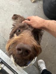 Lost Male Dog last seen 44th St / Myrtle Ave, San Diego, CA 92105