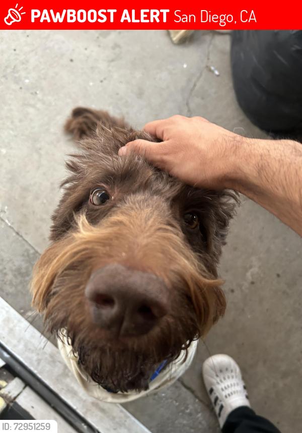 Lost Male Dog last seen 44th St / Myrtle Ave, San Diego, CA 92105