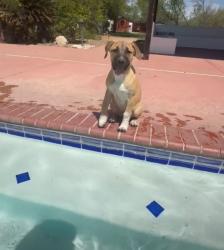 Reunited Female Dog last seen Near w coyote desert drive 85755, Tucson, AZ 85755