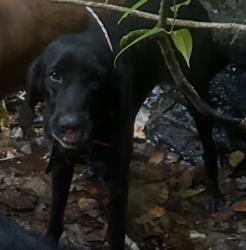 Reunited Male Dog last seen Near triton lane , Whittier, NC 28789