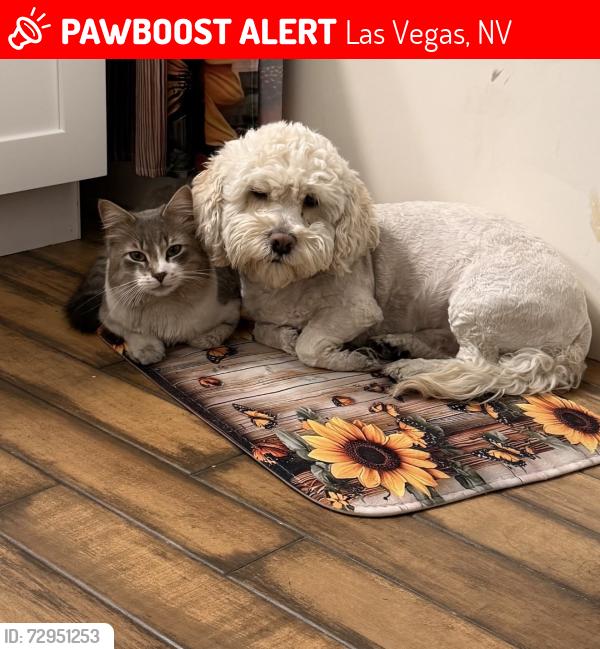 Lost Male Dog last seen Painted Cliffs dr, & Ullon , Las Vegas, NV 89108