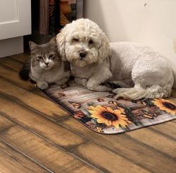 Lost Male Dog last seen Painted Cliffs dr, & Ullon , Las Vegas, NV 89108