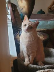Lost Male Cat last seen Reservoir, Absecon, NJ 08201