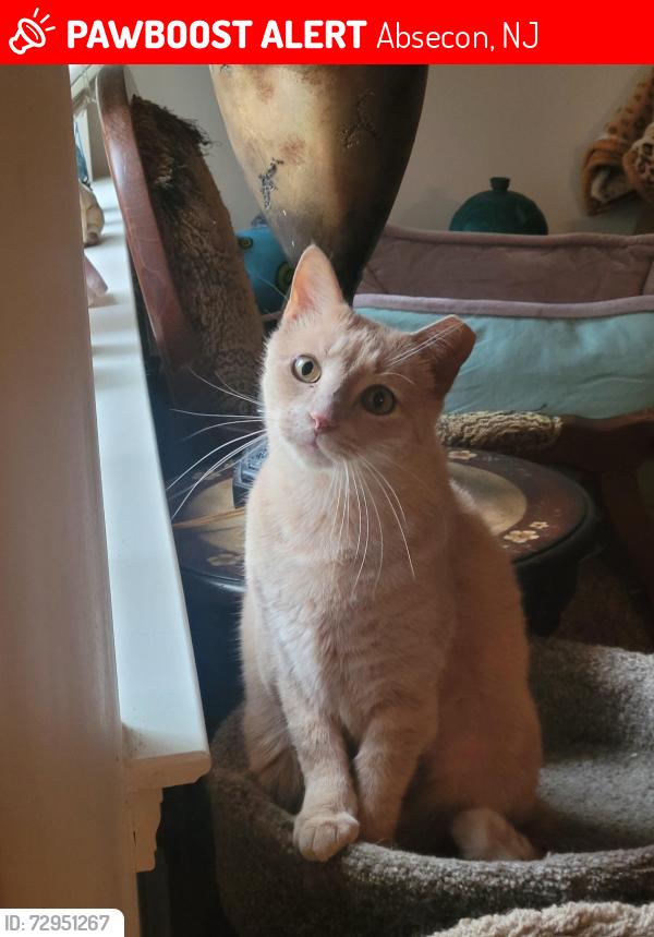 Lost Male Cat last seen Reservoir, Absecon, NJ 08201