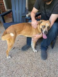 Reunited Female Dog last seen Miller Rd. & Carla Dr., Rowlett, TX 75088