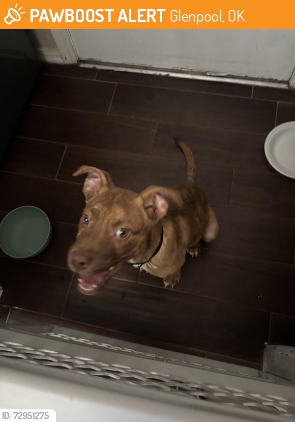 Found/Stray Male Dog last seen 151st & highway 75, Glenpool, OK 74033
