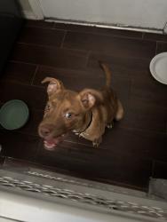 Found/Stray Male Dog last seen 151st & highway 75, Glenpool, OK 74033