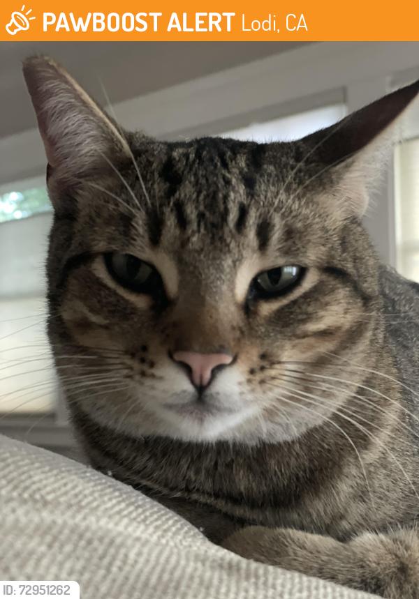 Found/Stray Female Cat last seen Lodi, Lodi, CA 95240