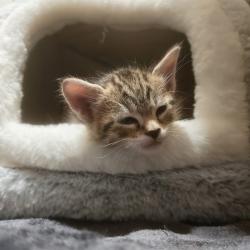 Shelter Stray Male Cat last seen Polk Street, San Diego, CA, 92105, San Diego, CA 92110