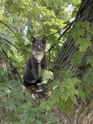 Reunited Female Cat last seen Last seen on Pennsylvania Ave and Plum St. , Aurora, IL 60506
