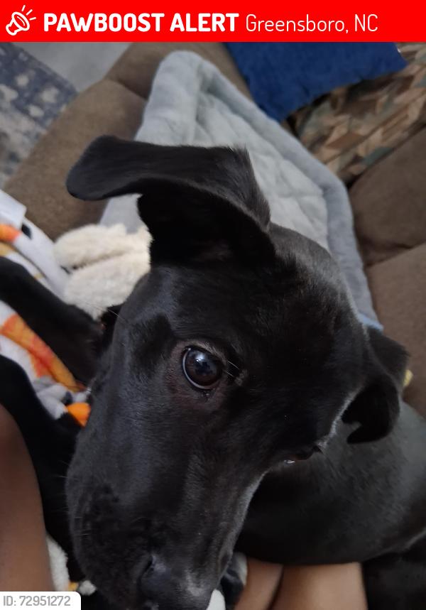 Lost Female Dog last seen Near sunrise valley. Summit and Philips avenue , Greensboro, NC 27405