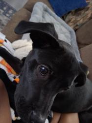 Lost Female Dog last seen Near sunrise valley. Summit and Philips avenue , Greensboro, NC 27405
