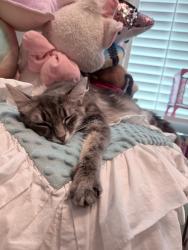 Shelter Stray Female Cat last seen Near S Orange Street, Escondido, CA, 92025, Escondido, CA 92027