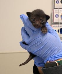 Shelter Stray Male Cat last seen Near Shoreline Drive, San Diego, CA, 92122, San Diego, CA 92110