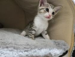 Shelter Stray Female Cat last seen Polk Street, San Diego, CA, 92105, San Diego, CA 92110