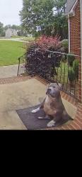 Found/Stray Male Dog last seen Kellytown Rd , Henry County, GA 30252