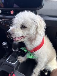Reunited Male Dog last seen Kismet Pkwy E, Cape Coral, FL 33909
