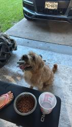 Reunited Male Dog last seen Woodlands green dr y rustin trail katy 77449, Westfield Pines, TX 77449