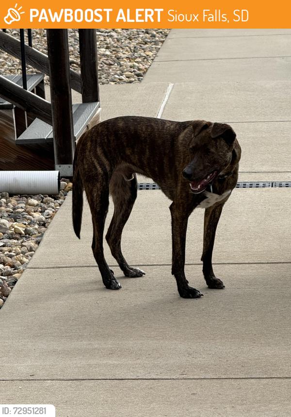 Found/Stray Male Dog last seen 85th st and Minnesota , Sioux Falls, SD 57108