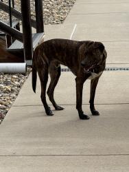 Found/Stray Male Dog last seen 85th st and Minnesota , Sioux Falls, SD 57108