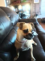 Found/Stray Female Dog last seen Sahara and lamb, Las Vegas, NV 89104