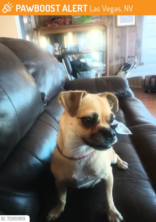 Found/Stray Female Dog last seen Sahara and lamb, Las Vegas, NV 89104