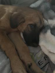 Found/Stray Male Dog last seen Summer harvest and windfern, Houston, TX 77064