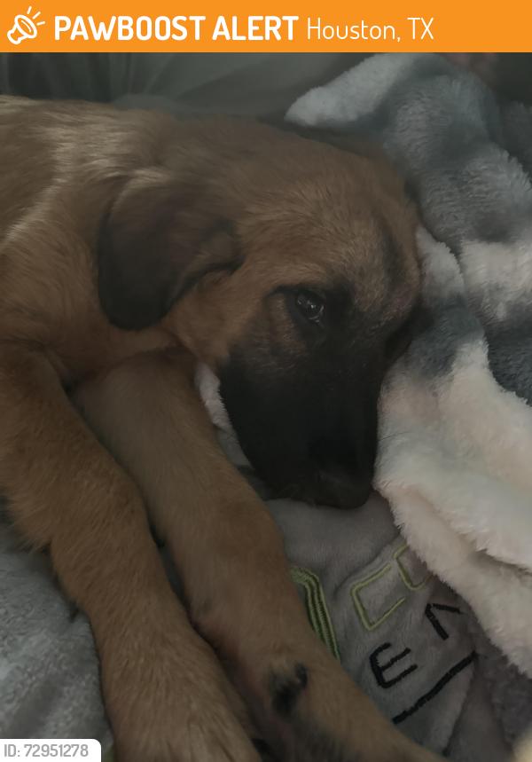 Found/Stray Male Dog last seen Summer harvest and windfern, Houston, TX 77064