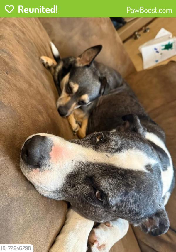 Reunited Male Dog last seen Sain Milling Rd, Vale, NC 28168, USA, Vale, NC 28168