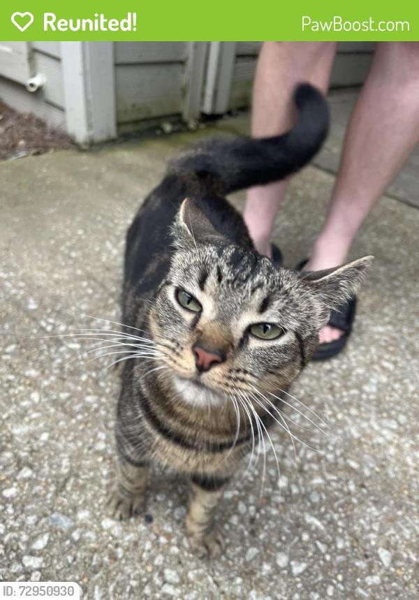 Reunited Female Cat last seen Clairmont Reserve apmts, DeKalb County, GA 30033