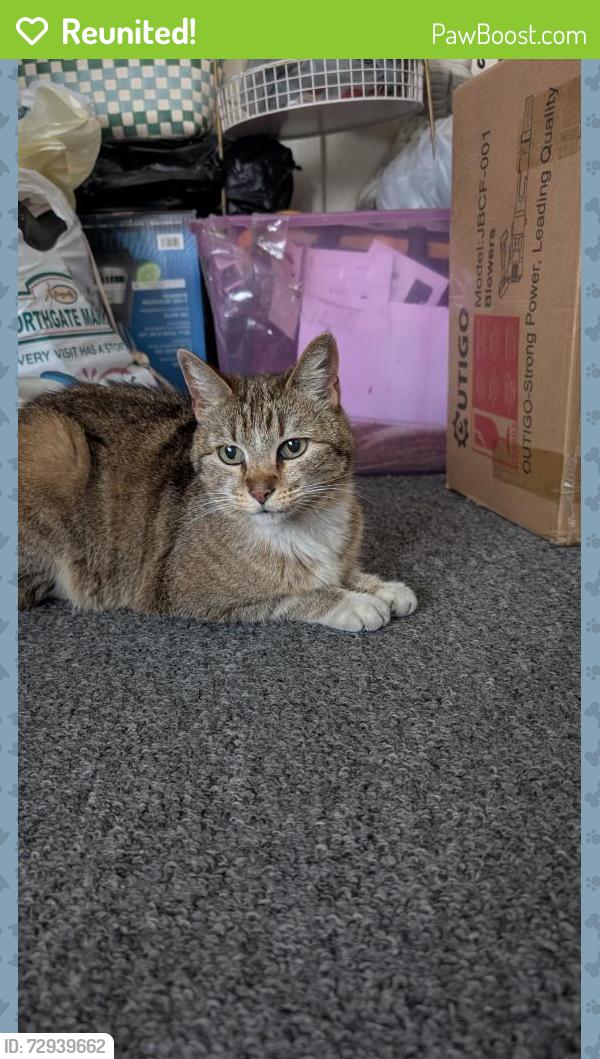 Reunited Female Cat last seen Near Monarch St, Garden Grove, CA 92841, USA, Garden Grove, CA 92841