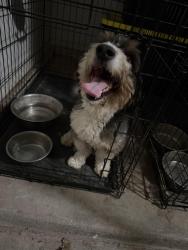 Reunited Male Dog last seen W Lowry & S 4140 Rd, Claremore, OK 74017
