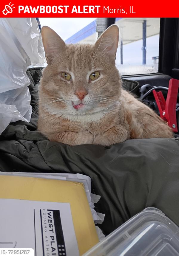 Lost Male Cat last seen Rossati's pizza & Walmart , Morris, IL 60450