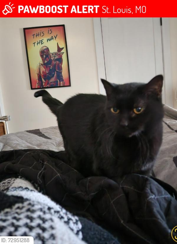 Lost Female Cat last seen Alfred and Shenandoah, St. Louis, MO 63110