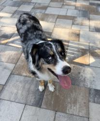 Reunited Female Dog last seen Southeast school road , Greensboro, NC 27406