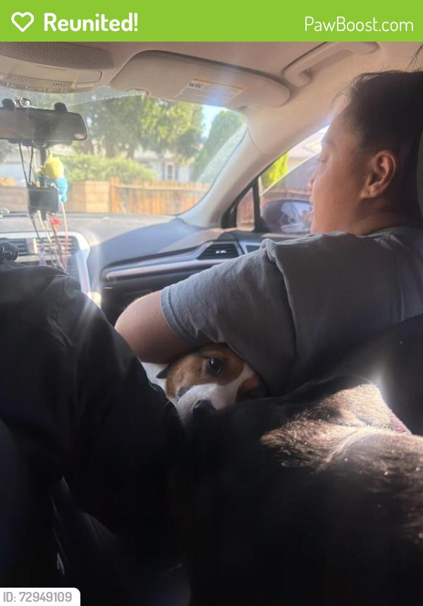 Reunited Male Dog last seen Near home , Reno, NV 89512