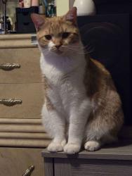 Lost Male Cat last seen Bayside and 33ave, Queens, NY 11354