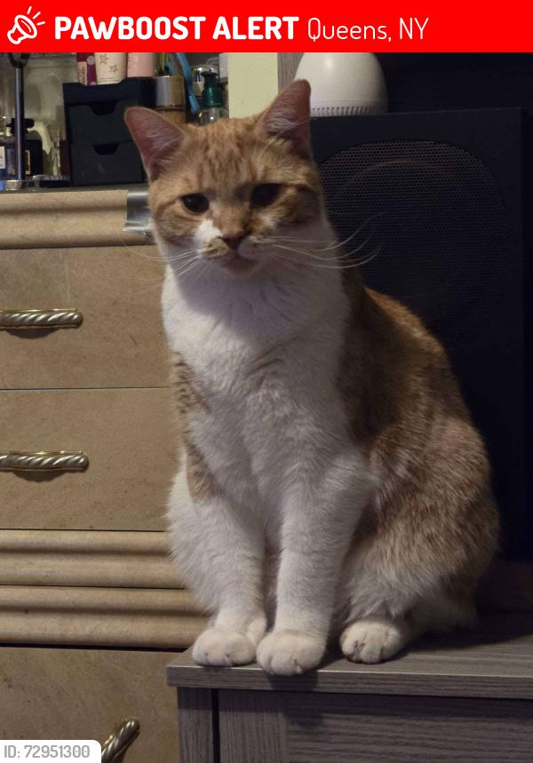 Lost Male Cat last seen Bayside and 33ave, Queens, NY 11354