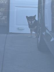 Found/Stray Female Dog last seen Near st and 98 ave , Surrey, BC V3T 5M8