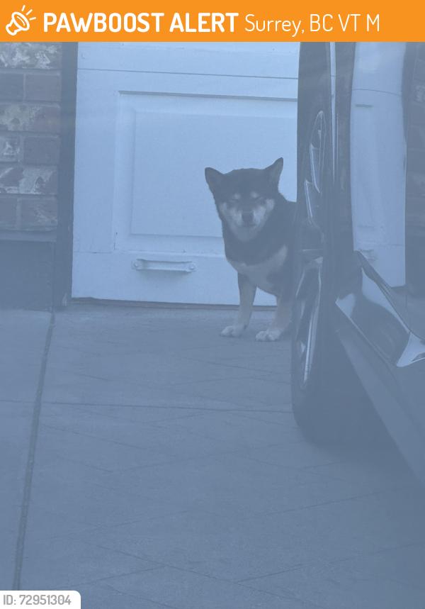 Found/Stray Female Dog last seen Near st and 98 ave , Surrey, BC V3T 5M8