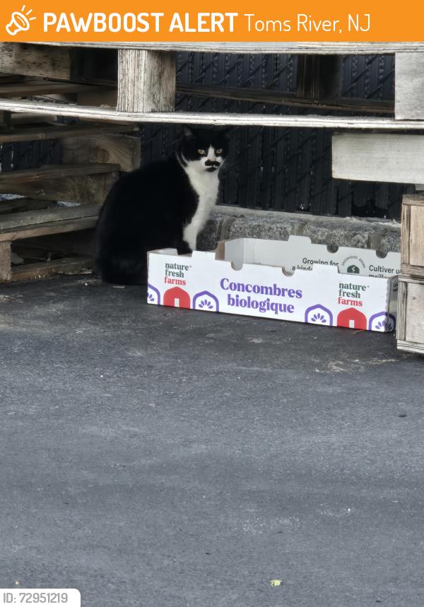 Found/Stray Unknown Cat last seen Near NJ-37, Toms River, NJ 08755, Toms River, NJ 08755
