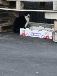 Found/Stray Unknown Cat last seen Near NJ-37, Toms River, NJ 08755, Toms River, NJ 08755