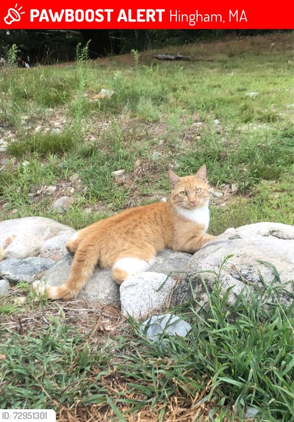 Lost Male Cat last seen Near cushing street in Hingham, ma, Hingham, MA 02043