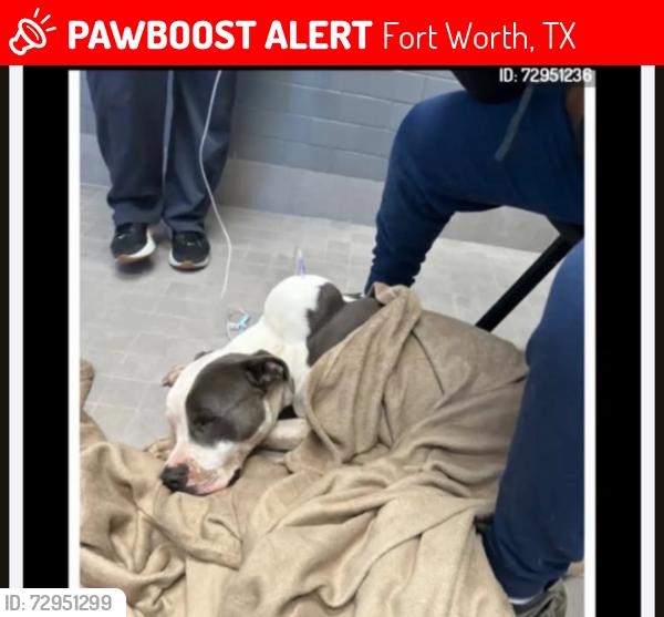 Lost Male Dog last seen Hulen, Fort Worth, TX 76133