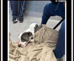 Lost Male Dog last seen Hulen, Fort Worth, TX 76133