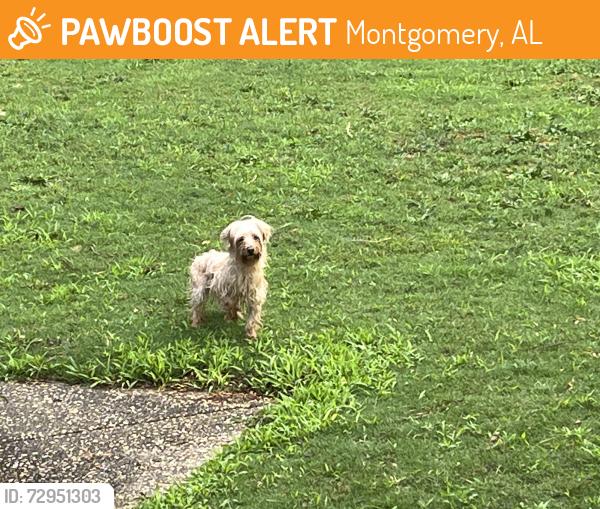 Surrendered Unknown Dog last seen Daphne on Carol Villa Drive, Montgomery, AL 36109