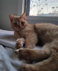 Reunited Male Cat last seen 16th Ave E @ Fraser Street, Vancouver, BC V5T 2V5
