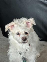 Reunited Male Dog last seen 42nd Pl s., Kent, WA 98032