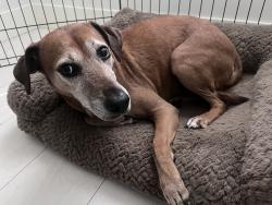 Reunited Female Dog last seen Maple wood Farms, North Vancouver, BC V7L 2L5