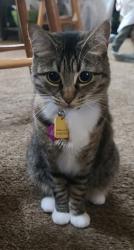 Lost Female Cat last seen NE 116th St, 100th Ave NE, Juanita View apmts , Kirkland, WA 98034